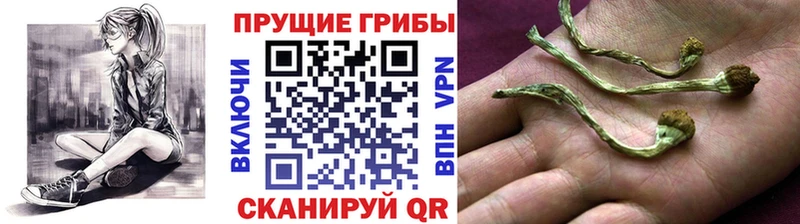 Галлюциногенные грибы ЛСД Зверево